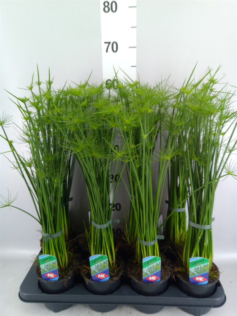 Cyperus Haspan 12Ø 55cm