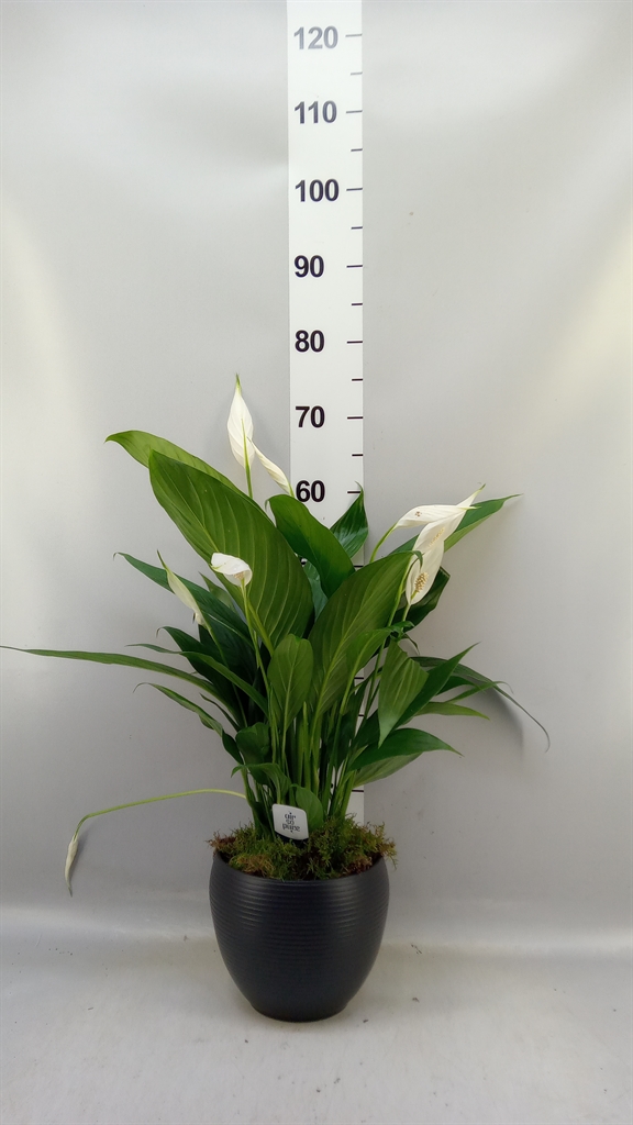Spath Bingo Cupido 17Ø 70cm