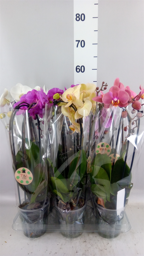 Phalaenopsis Cascade 12Ø 45cm 2st