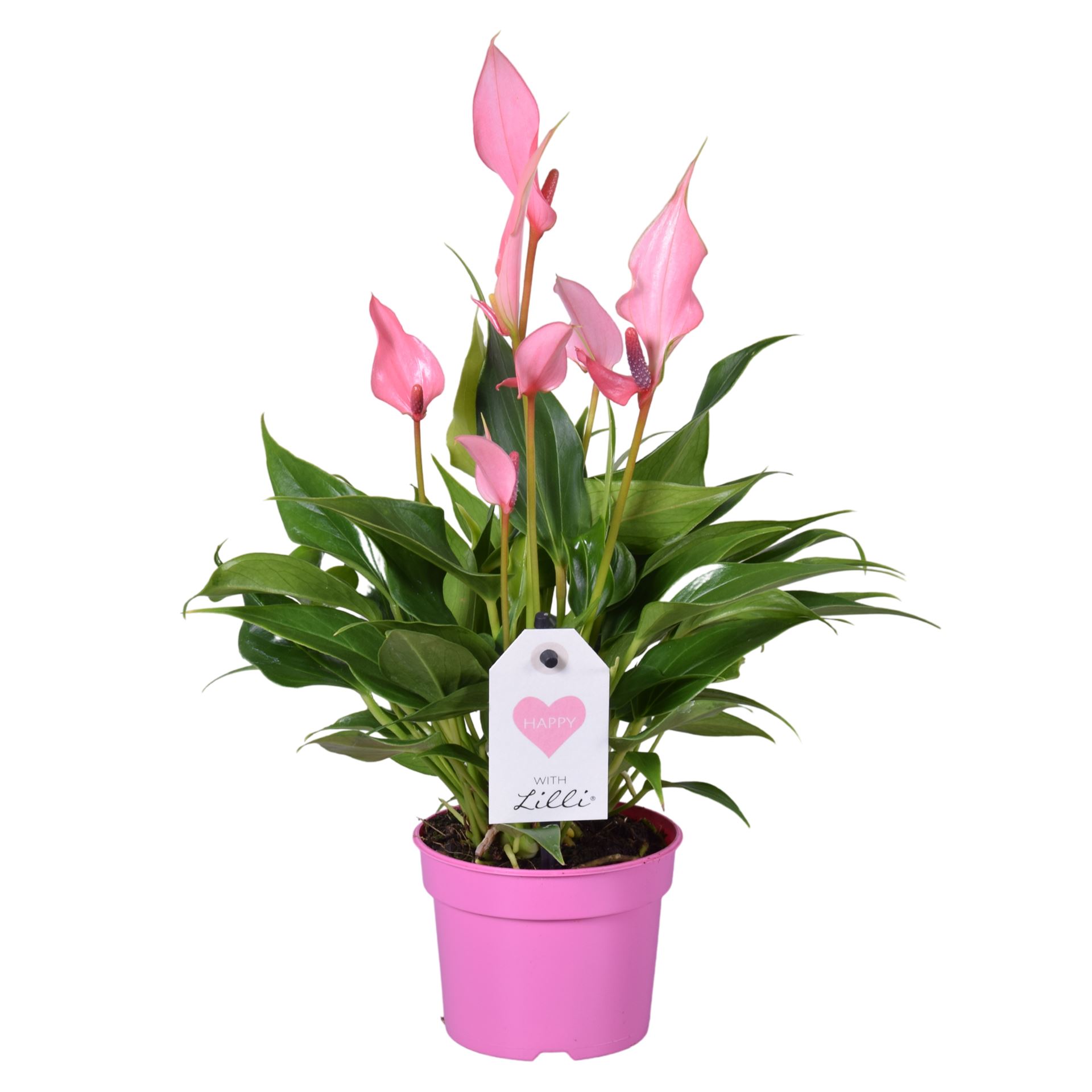 Anthurium Lilli 9Ø 25cm