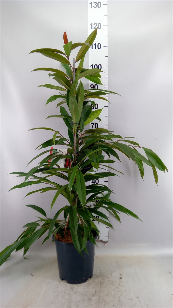 Ficus Amstel King 21Ø 105cm