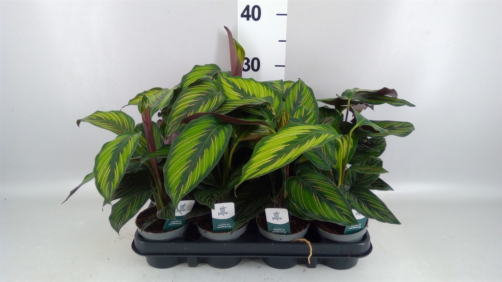 Calathea Beautystar 9Ø 15cm
