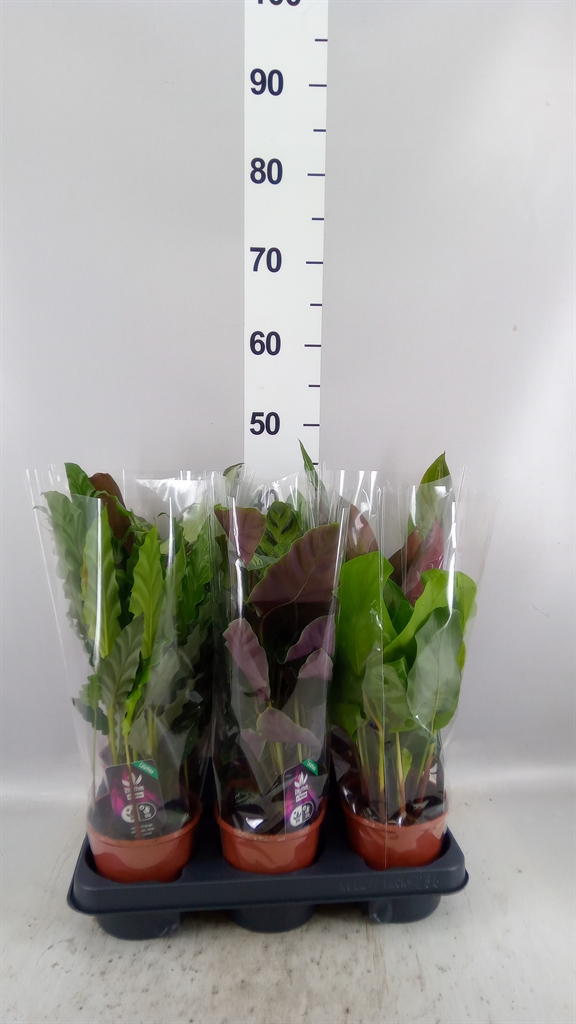 Calathea Mixed 5 Varietys 12Ø 40cm