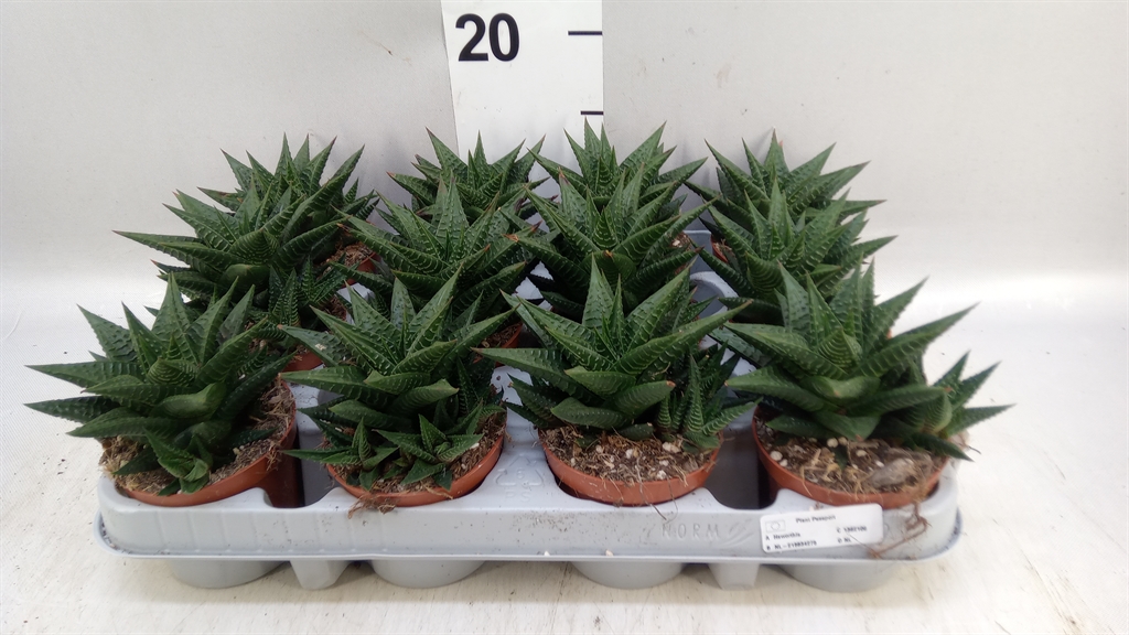Haworthia Li