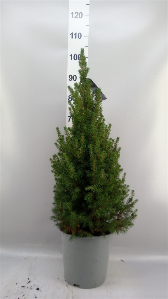 Picea Conica 24Ø 90cm