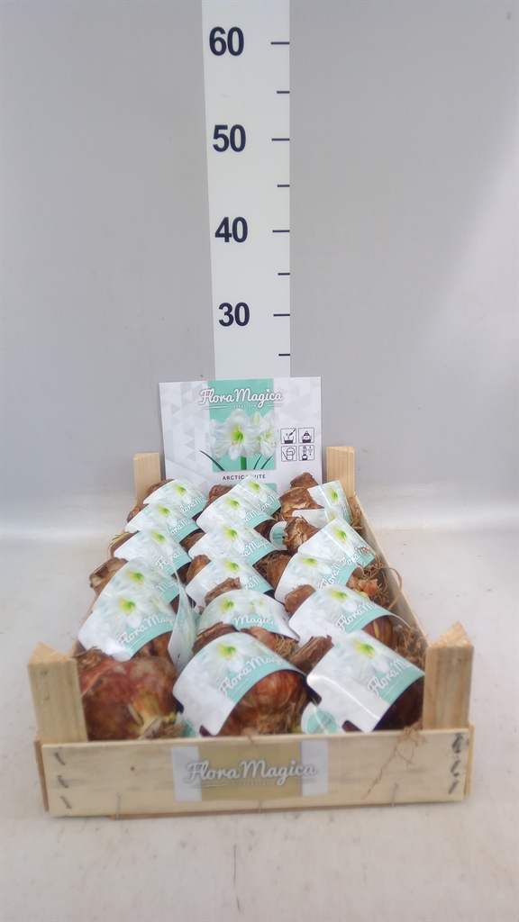 Flower Bulb Hippeastrum
