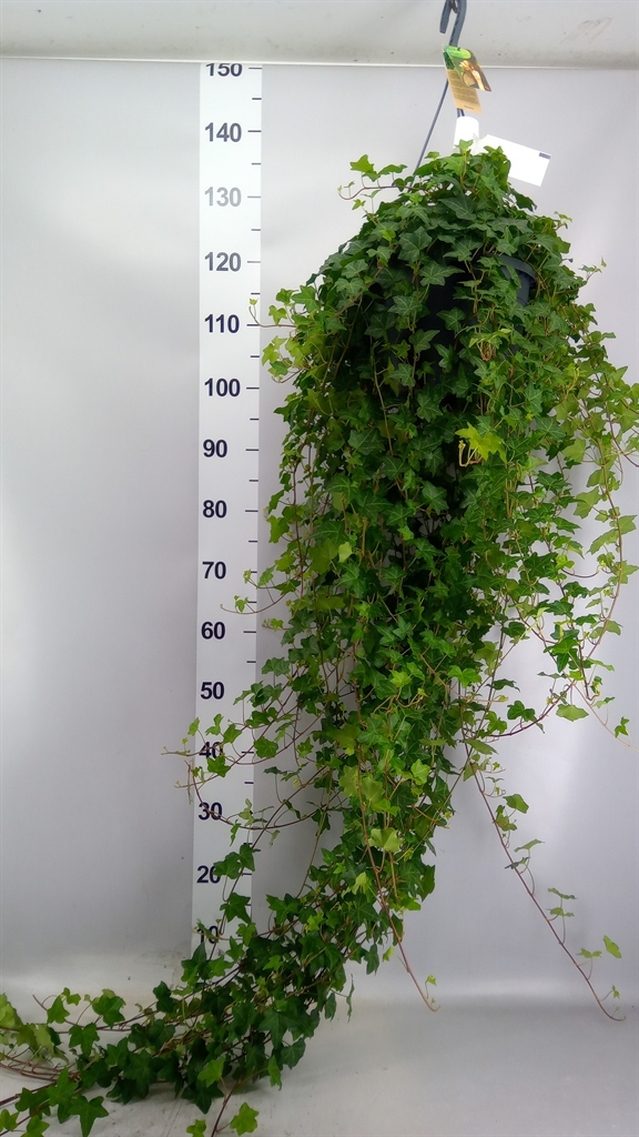 Hedera Helix Pittsburgh 24Ø 160cm