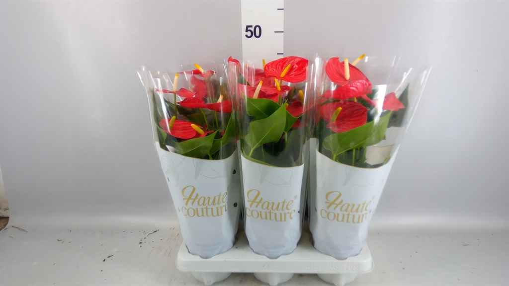 Anthurium Esudo 12Ø 40cm