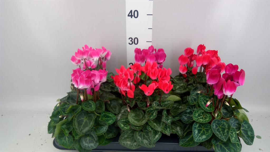 Cyclamen Midi Indiaka 13Ø 30cm