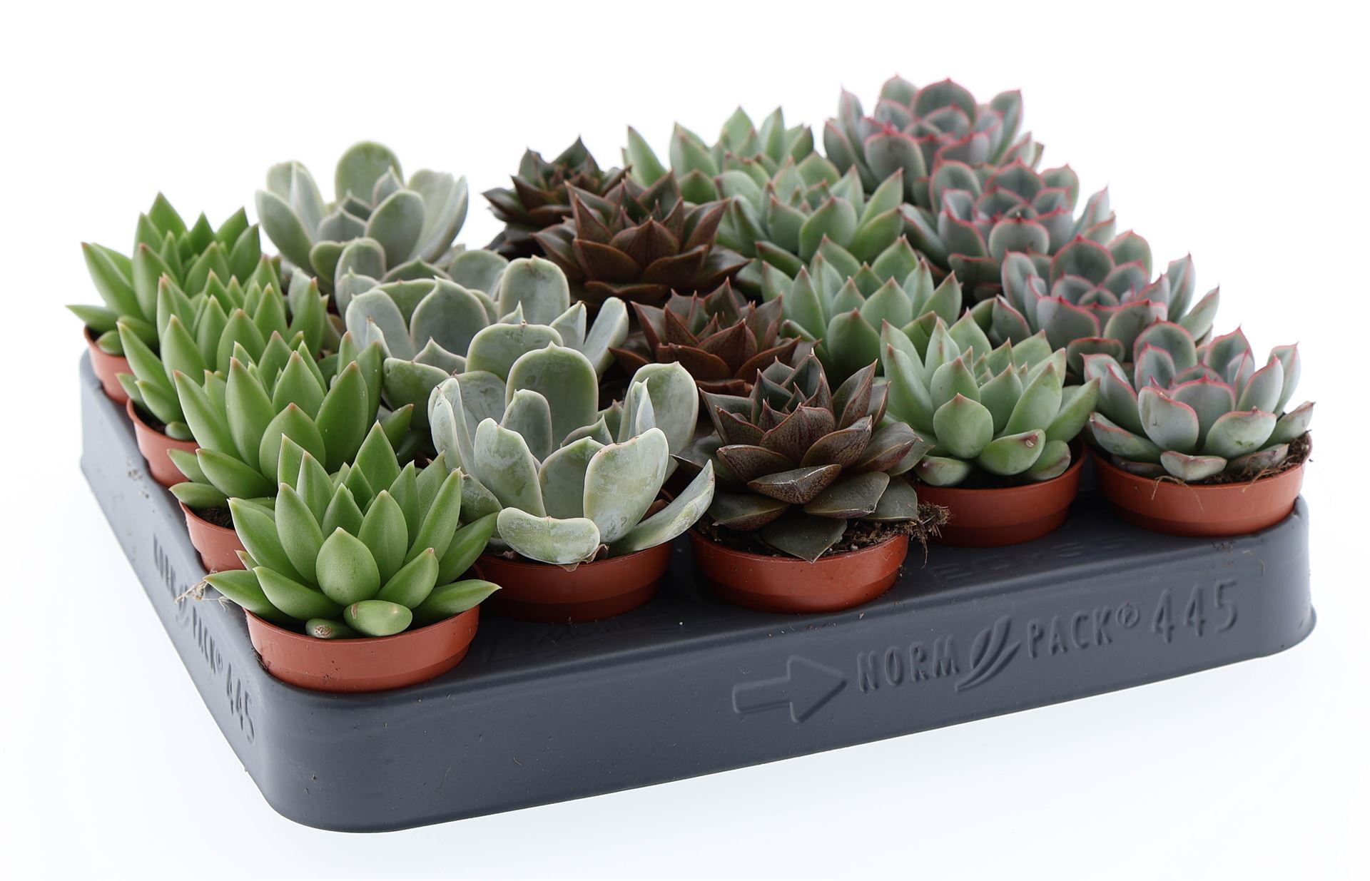 Echeveria Mixed 505Ø