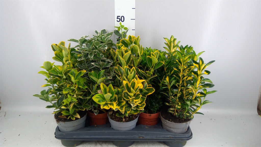 Euonymus Mix 13Ø 35cm
