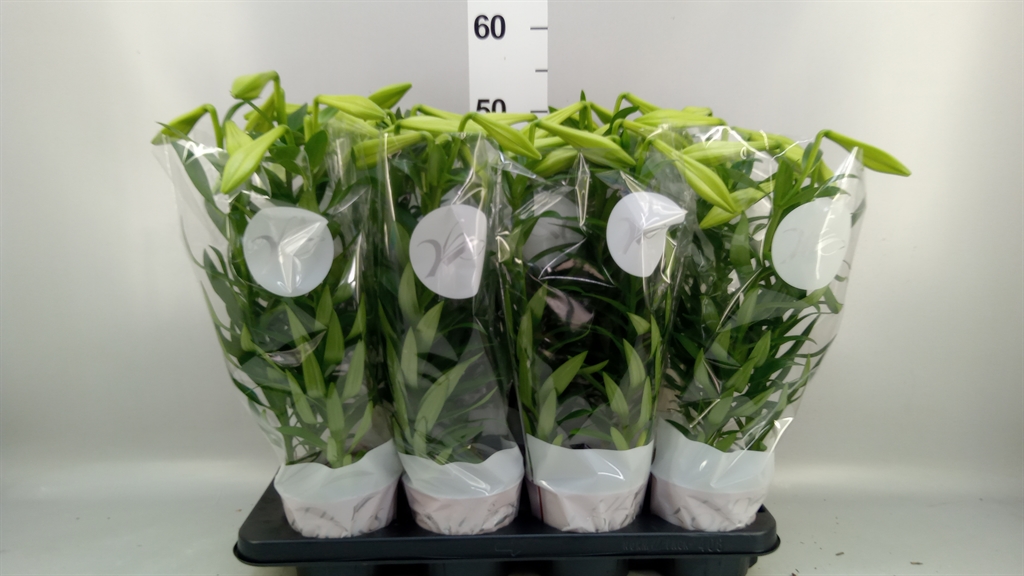Lilium Miracle 13Ø 44cm