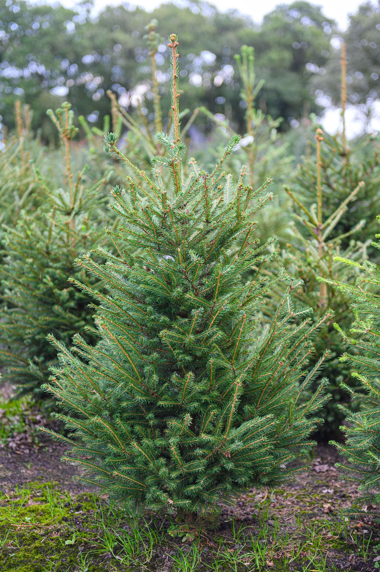 Pice Abies 24Ø 120cm