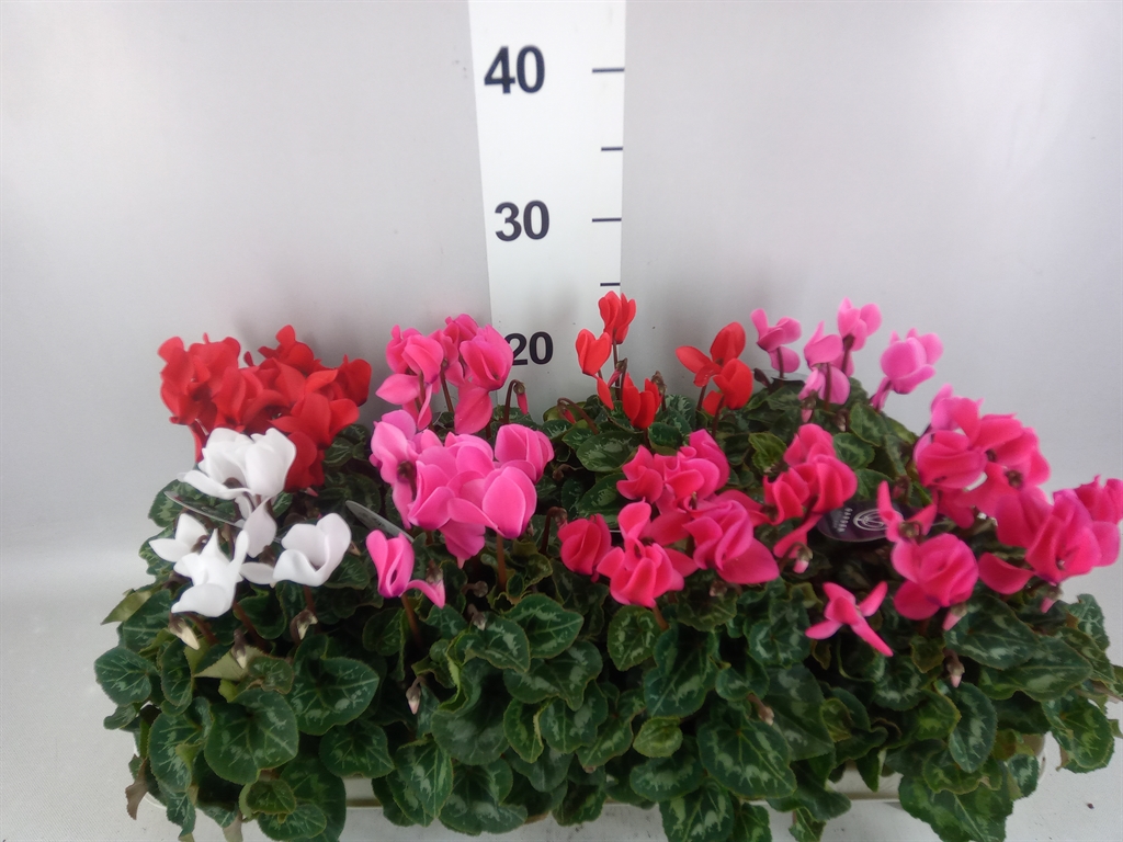 Cyclamen Midi Garden 10Ø 20cm
