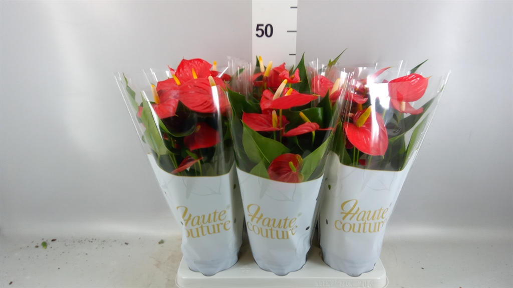 Anthurium Esudo 12Ø 40cm