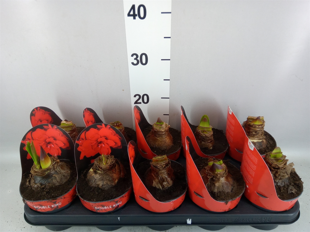 Hippeastrum Double King 12Ø 25cm