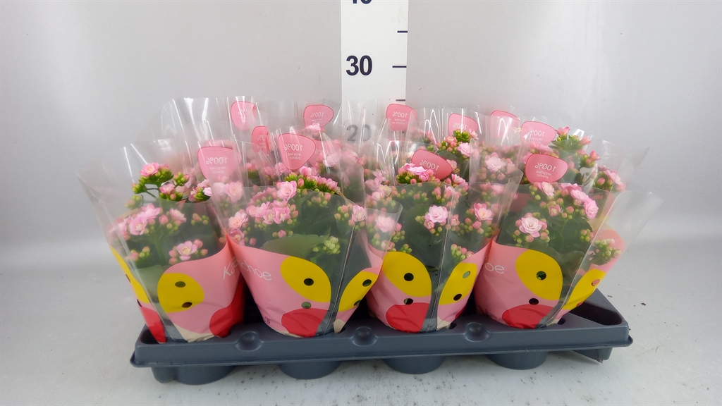 Kalanchoe Double Rose Flowers Jemma 10Ø 20cm