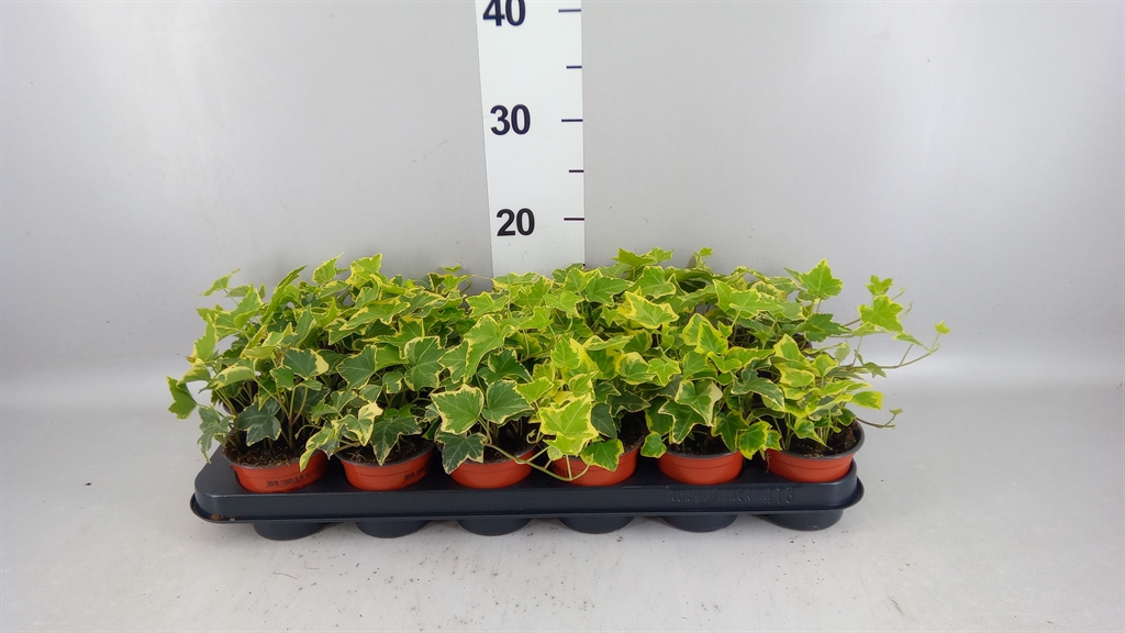 Hedera Helix Goldchild 9Ø 12cm
