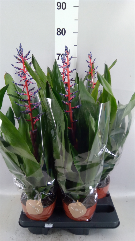 Aech Blue Rain 15Ø 75cm