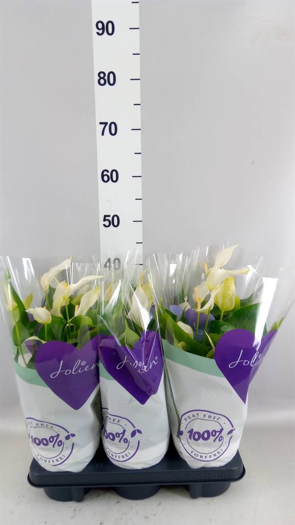 Anthurium Banderola Cava 14Ø 50cm