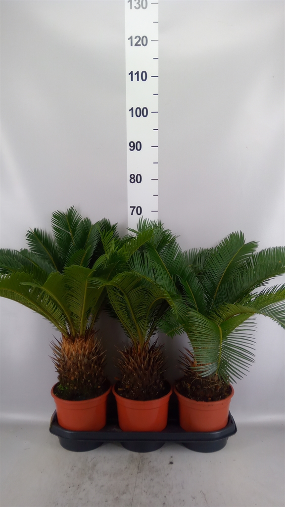 Cycas Revoluta 19Ø 65cm