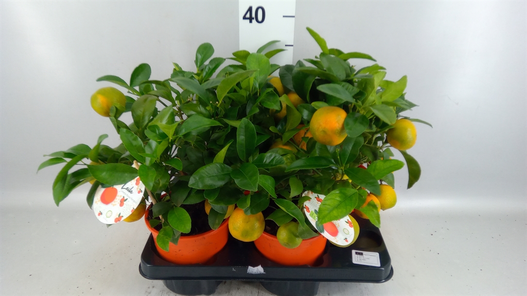 Citrus Limetta 14Ø 35cm