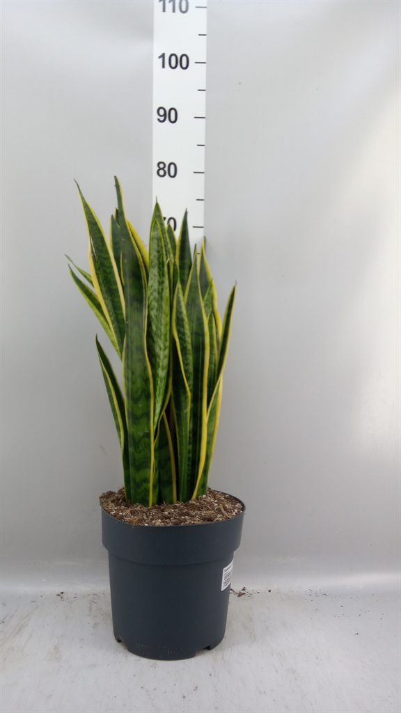 Sansev Laurentii 24Ø 65cm