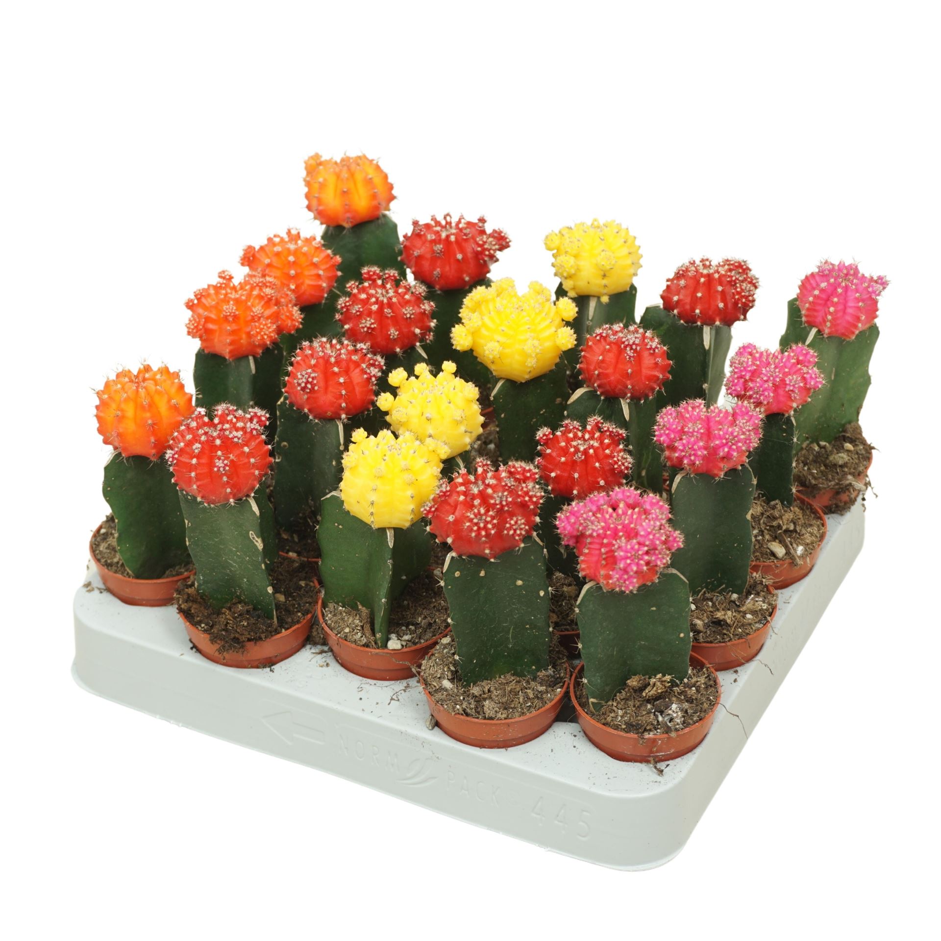 Gymnocalycium Japan Mix 5Ø 15cm