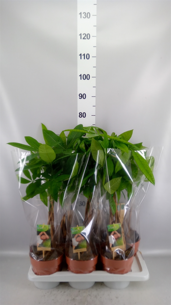 Pachira Aquatica 17Ø 50cm