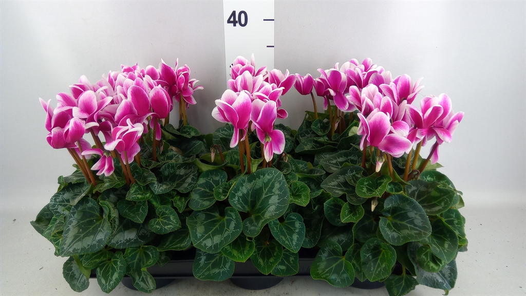 Cyclamen Halios Fantasia 13Ø 30cm