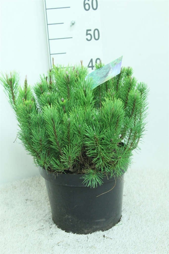 Pinus Mugo Mughus 29Ø 50cm