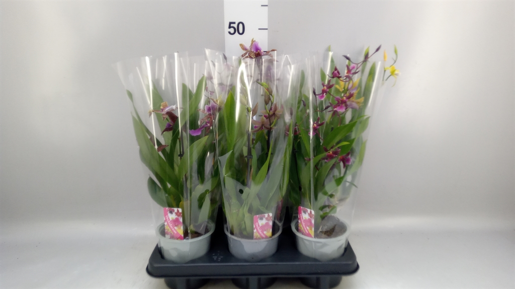Cambria Mix 12Ø 35cm