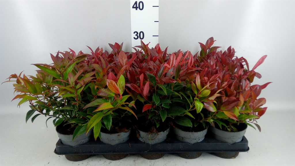 Leucothoe Zeblid 11Ø 25cm