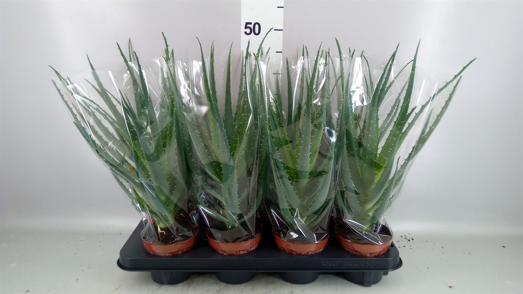 Aloe Arborescens 12Ø 40cm