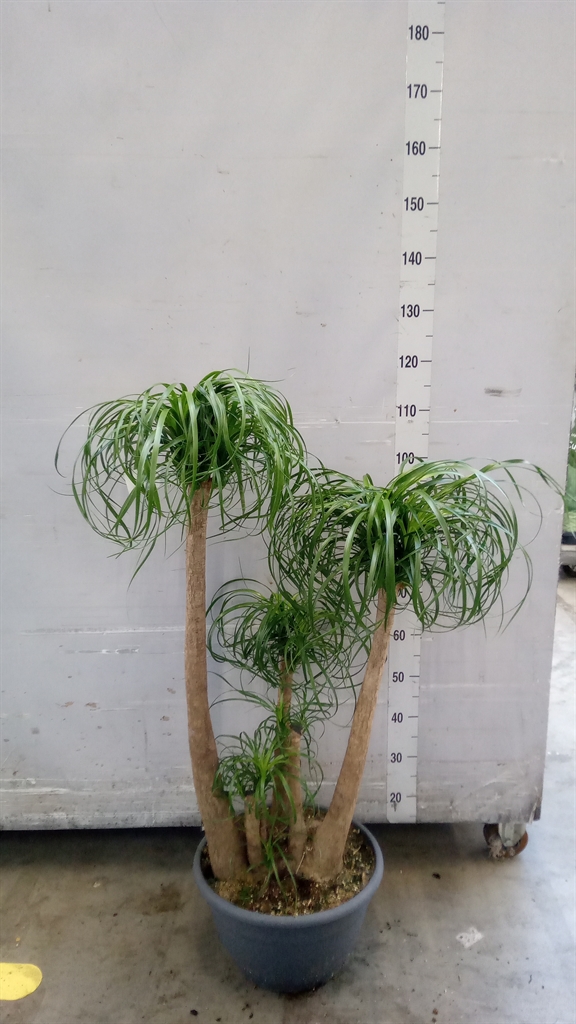 Beaucarnea Recurvata 35Ø 125cm