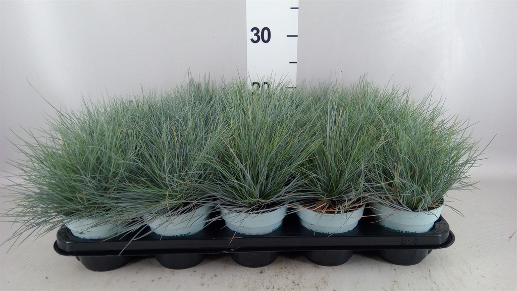 Festuca Compacta Blue 10Ø 25cm
