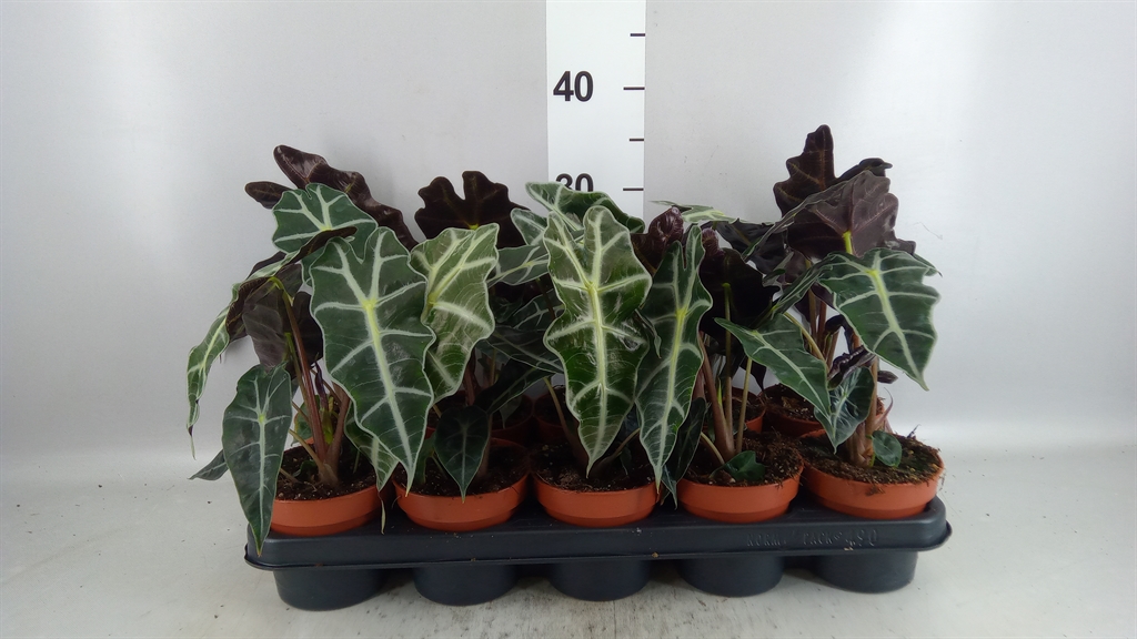 Alocasia Polly 12Ø 30cm