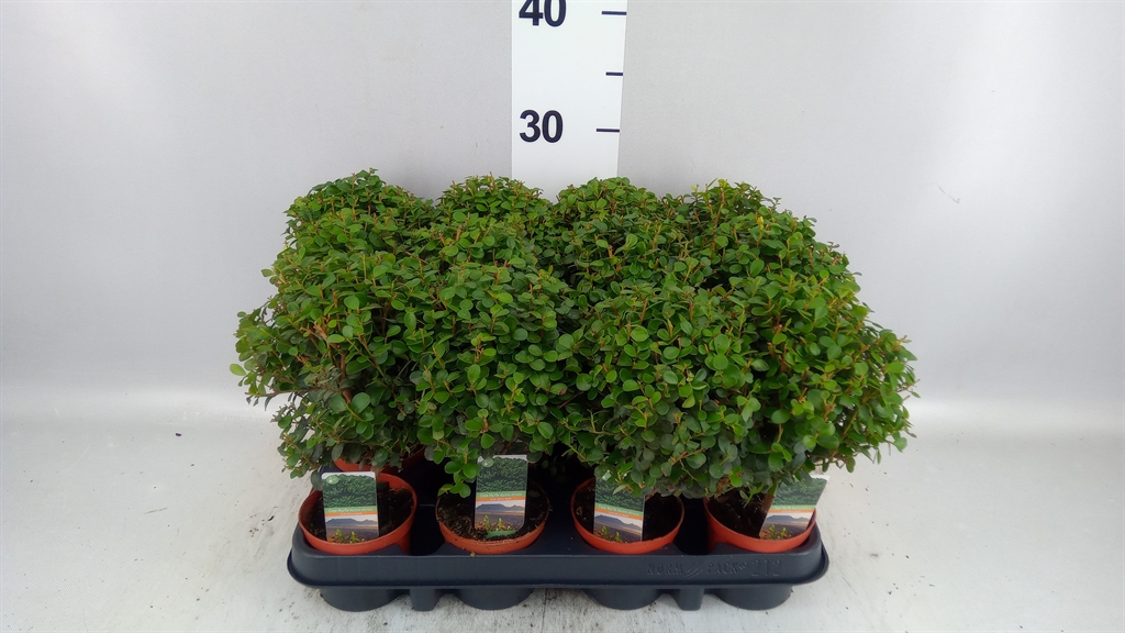 Myrsine Africana 8Ø 20cm