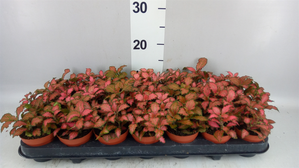 Fittonia Mosaic Tiger 8Ø 12cm
