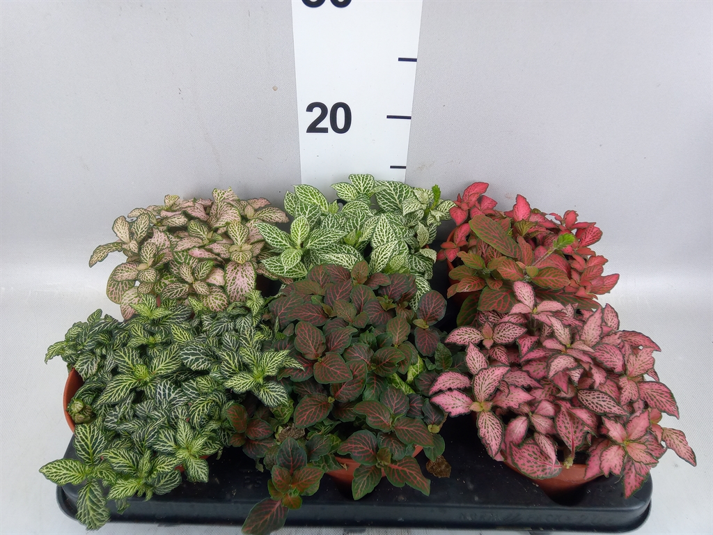 Fittonia Mix 12Ø 20cm