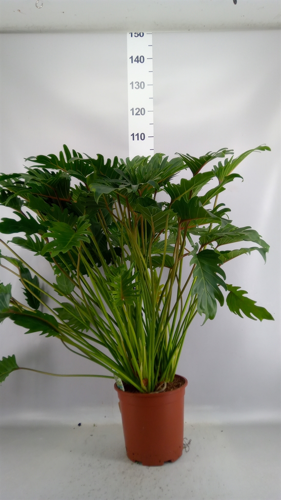 Philodendron Xanadu 24Ø 85cm