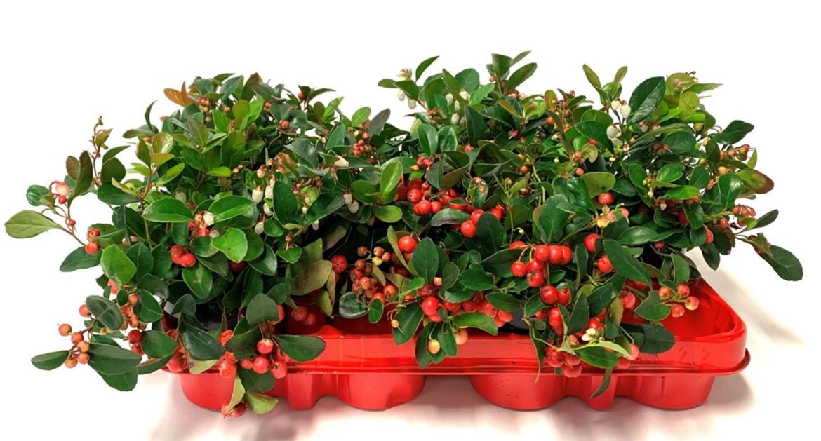 Gaultheria Procumbens 9Ø 15cm
