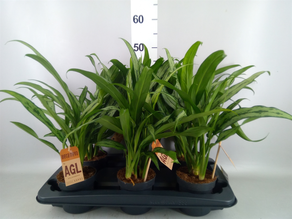 Aglaonema Cutlass 12Ø 40cm