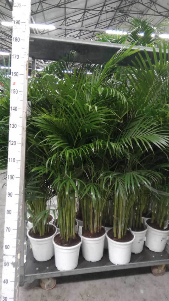 Chrysalidocarpus Lut 24Ø 160cm