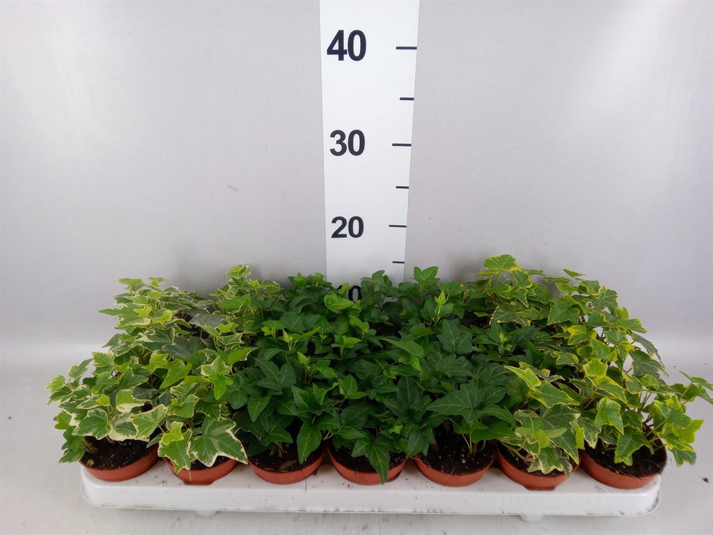 Hedera Helix Mix 8Ø 5cm
