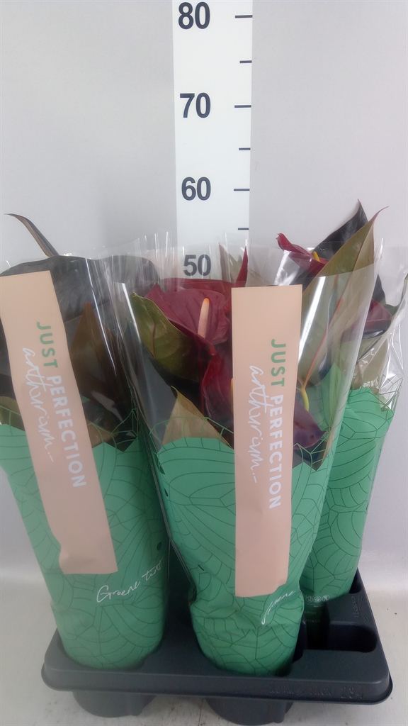 Anthu An Delicata 14Ø 50cm