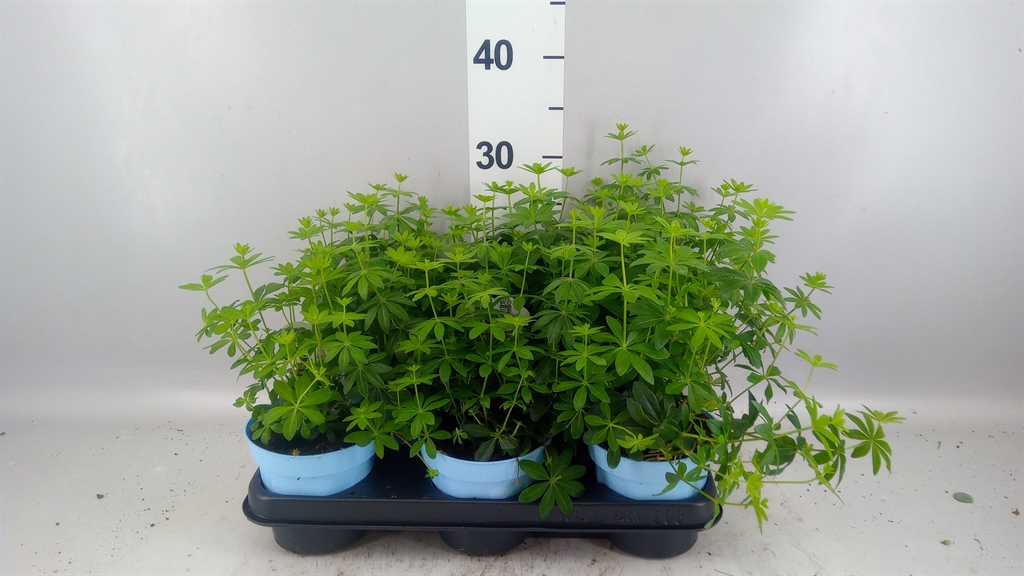 Galium Odoratum 12Ø 20cm