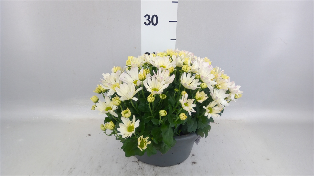 Chrysanthemum Jasoda White 23Ø 35cm