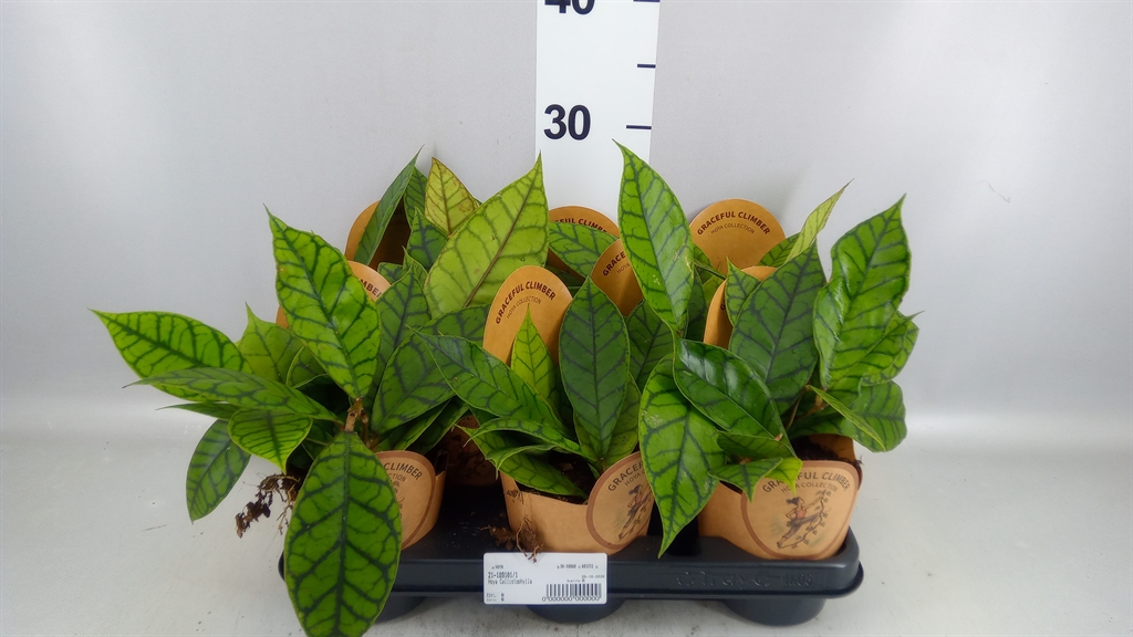 Hoya C Kal 16 11Ø