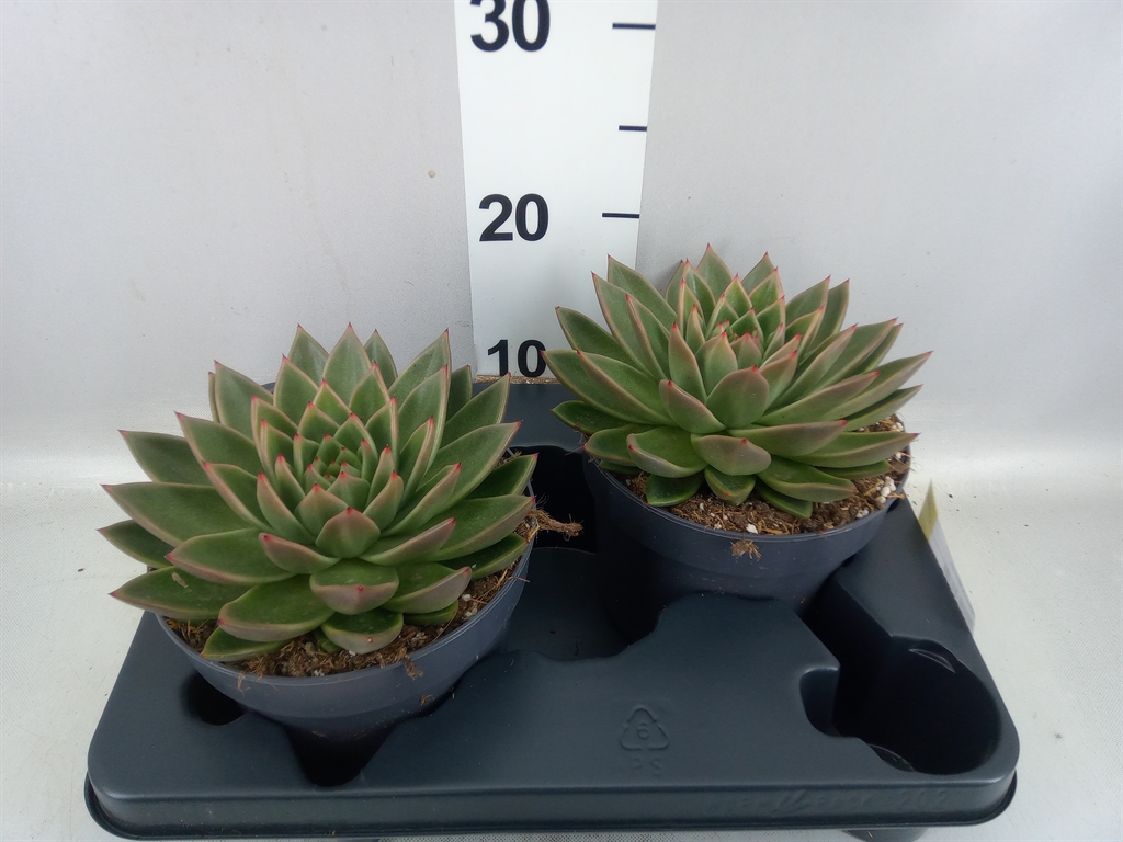 Echeveria Agavoides 17Ø 25cm